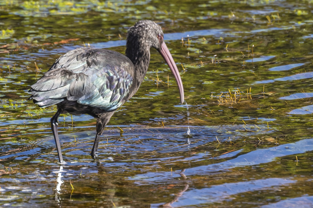 Puna Ibis - ML585426601