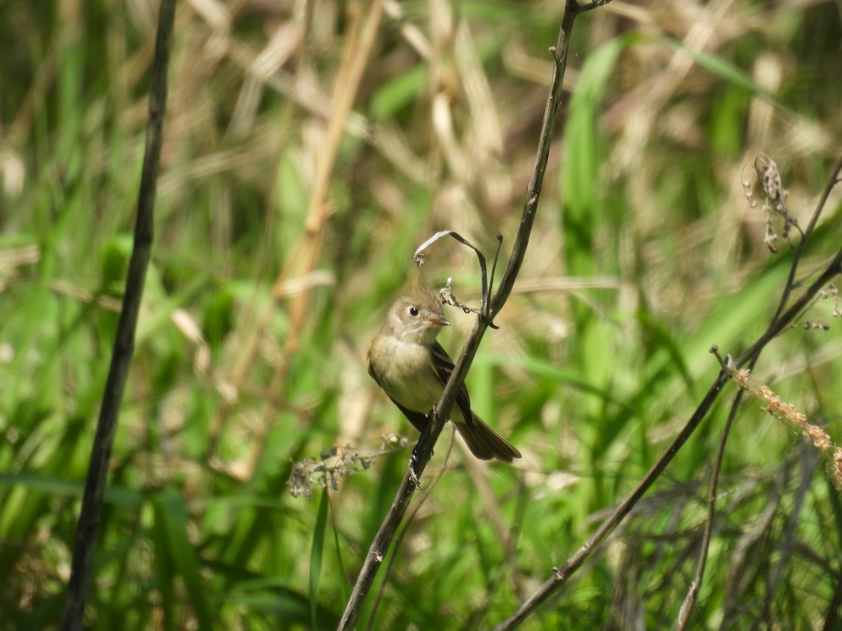 Least Flycatcher - Janet Crossland