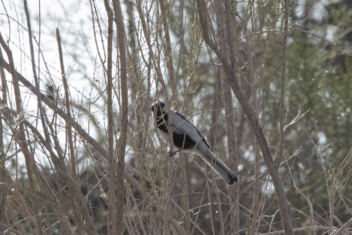 Great Tit (Turkestan) - Nazes Afroz