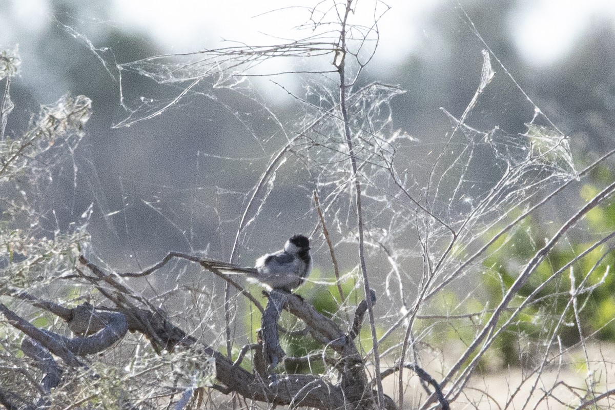 Great Tit (Turkestan) - Nazes Afroz