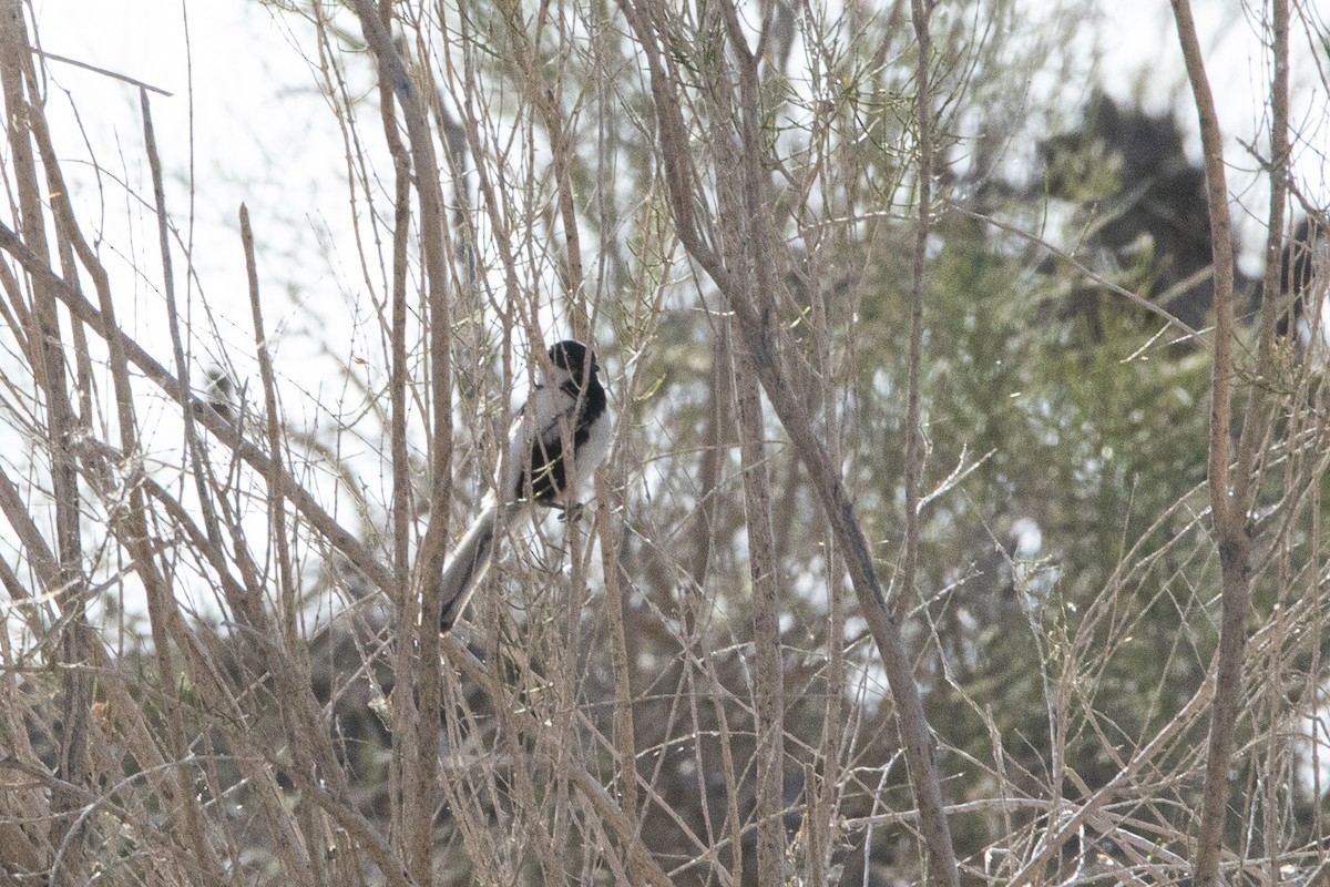 Great Tit (Turkestan) - ML585427631