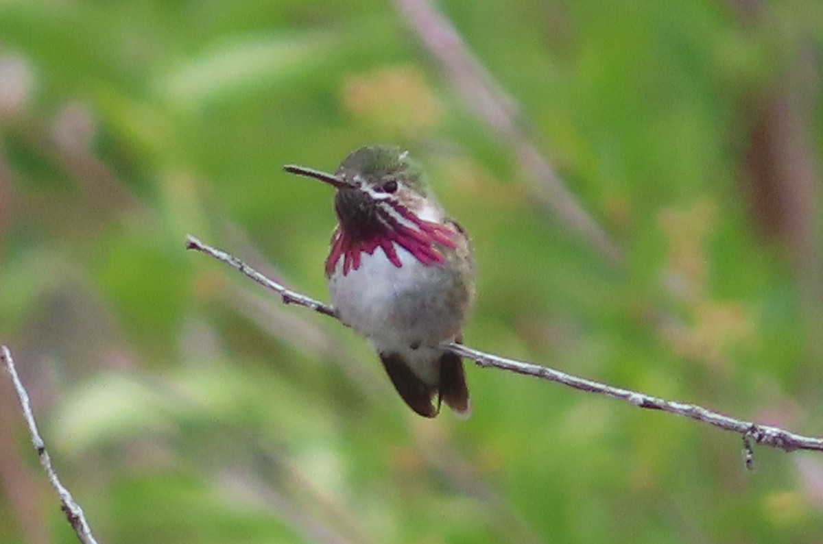 Calliope Hummingbird - ML585428001