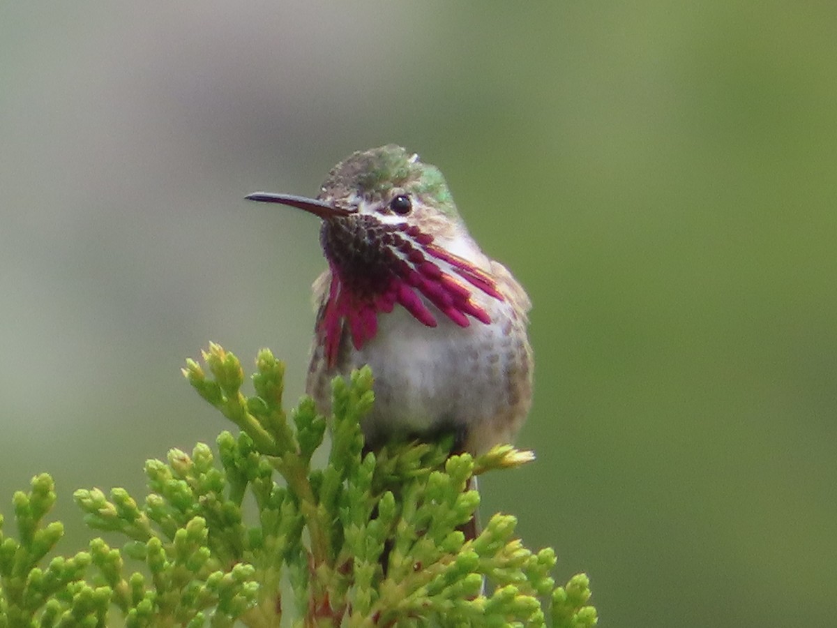 Colibrí Calíope - ML585428091