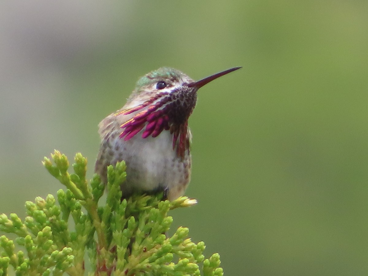 Calliope Hummingbird - ML585428161