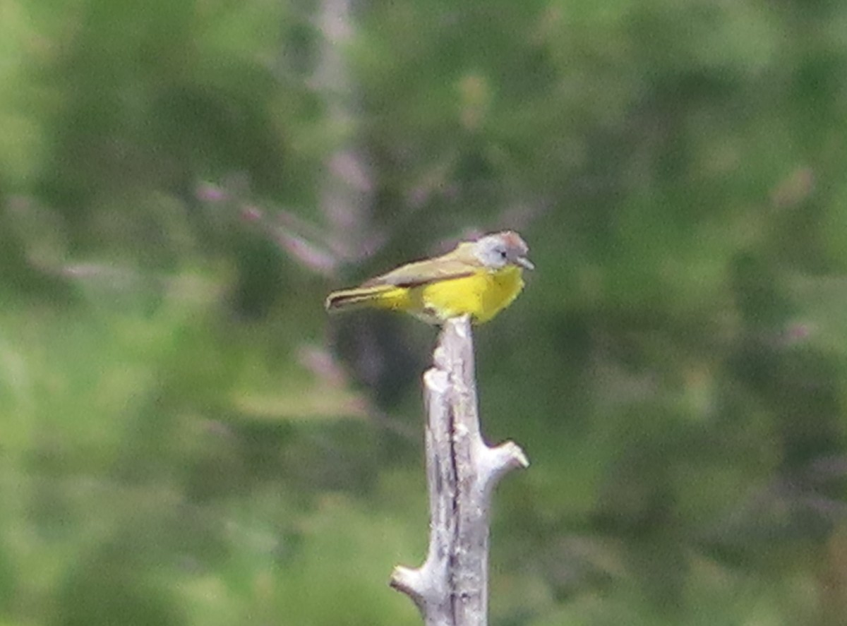 Nashville Warbler - ML585428211