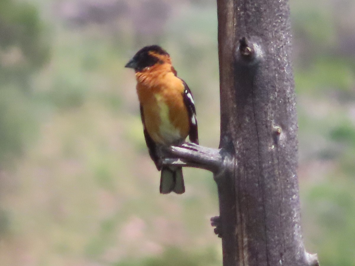 Black-headed Grosbeak - ML585428301