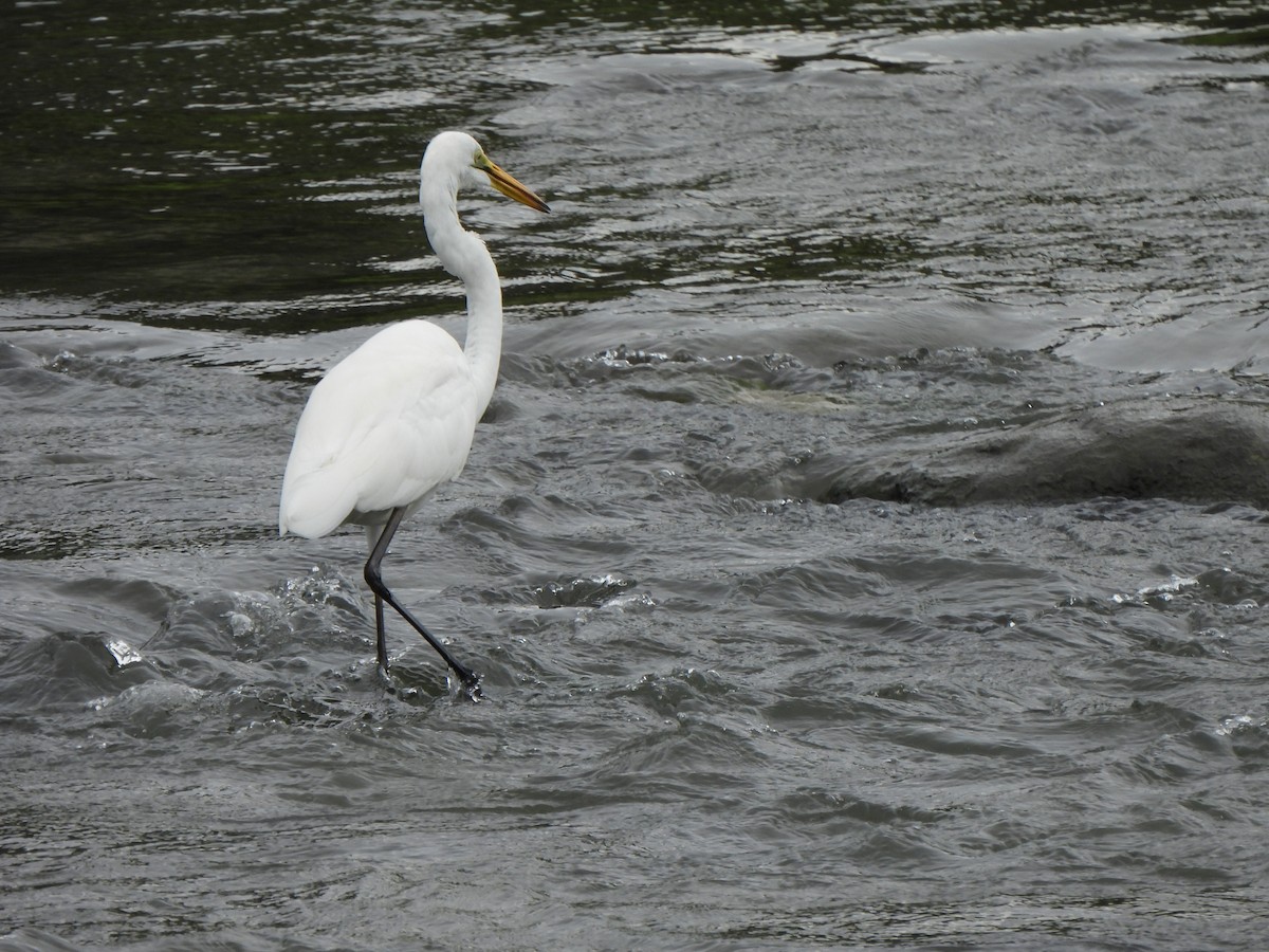 Great Egret - The Hutch