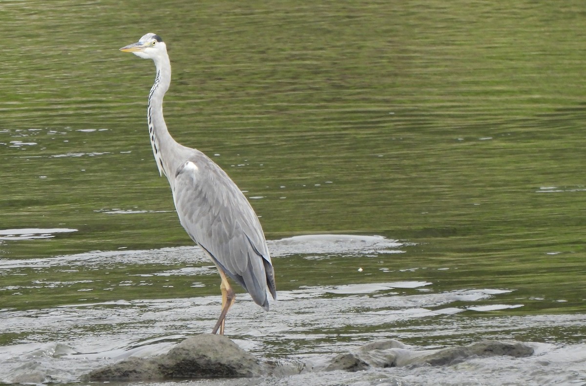 Gray Heron - The Hutch