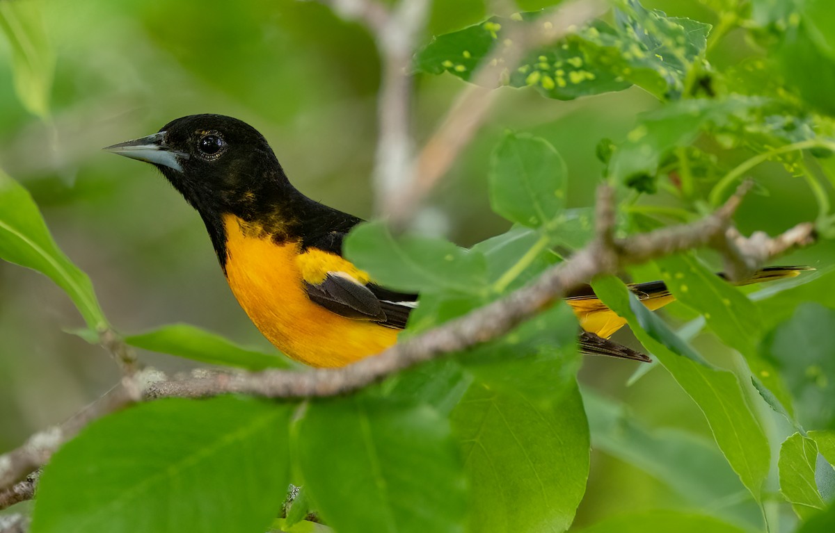 Oriole de Baltimore - ML585435581