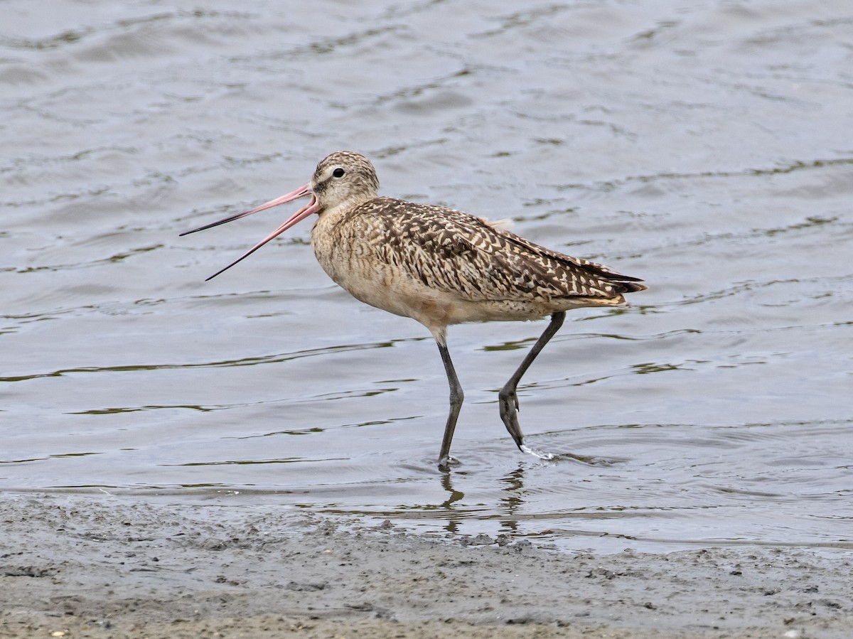 Marbled Godwit - ML585435931