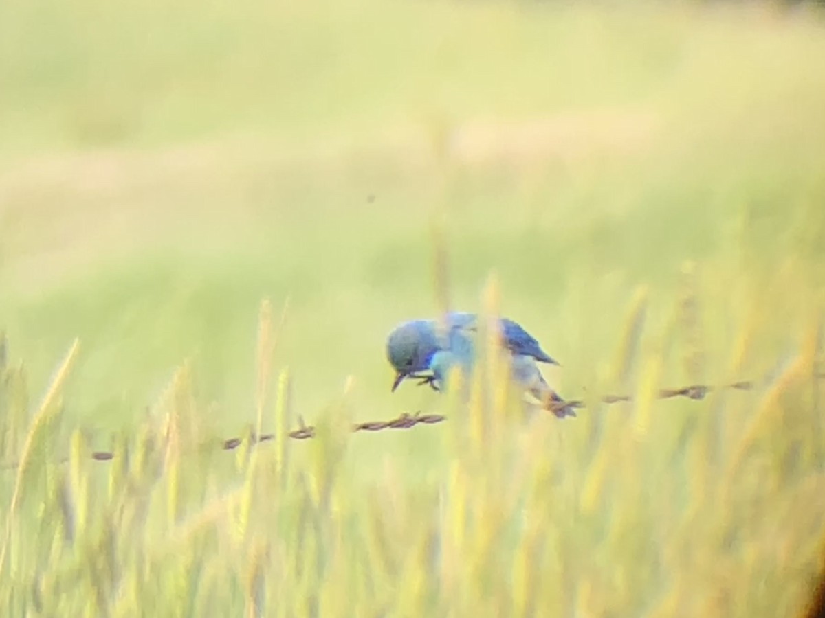 Mountain Bluebird - ML585436411