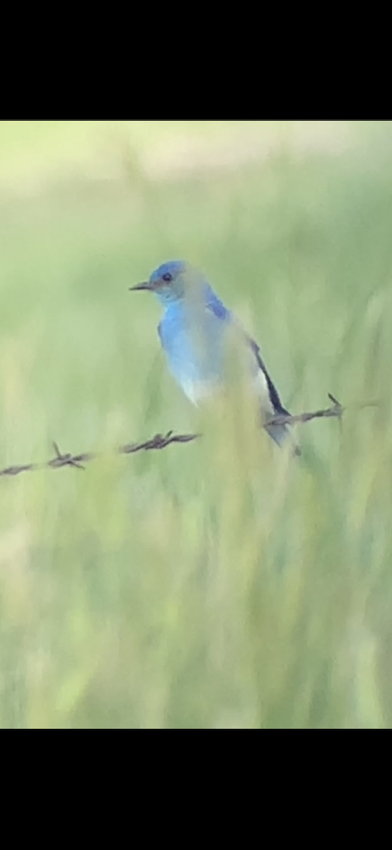 Mountain Bluebird - ML585436421
