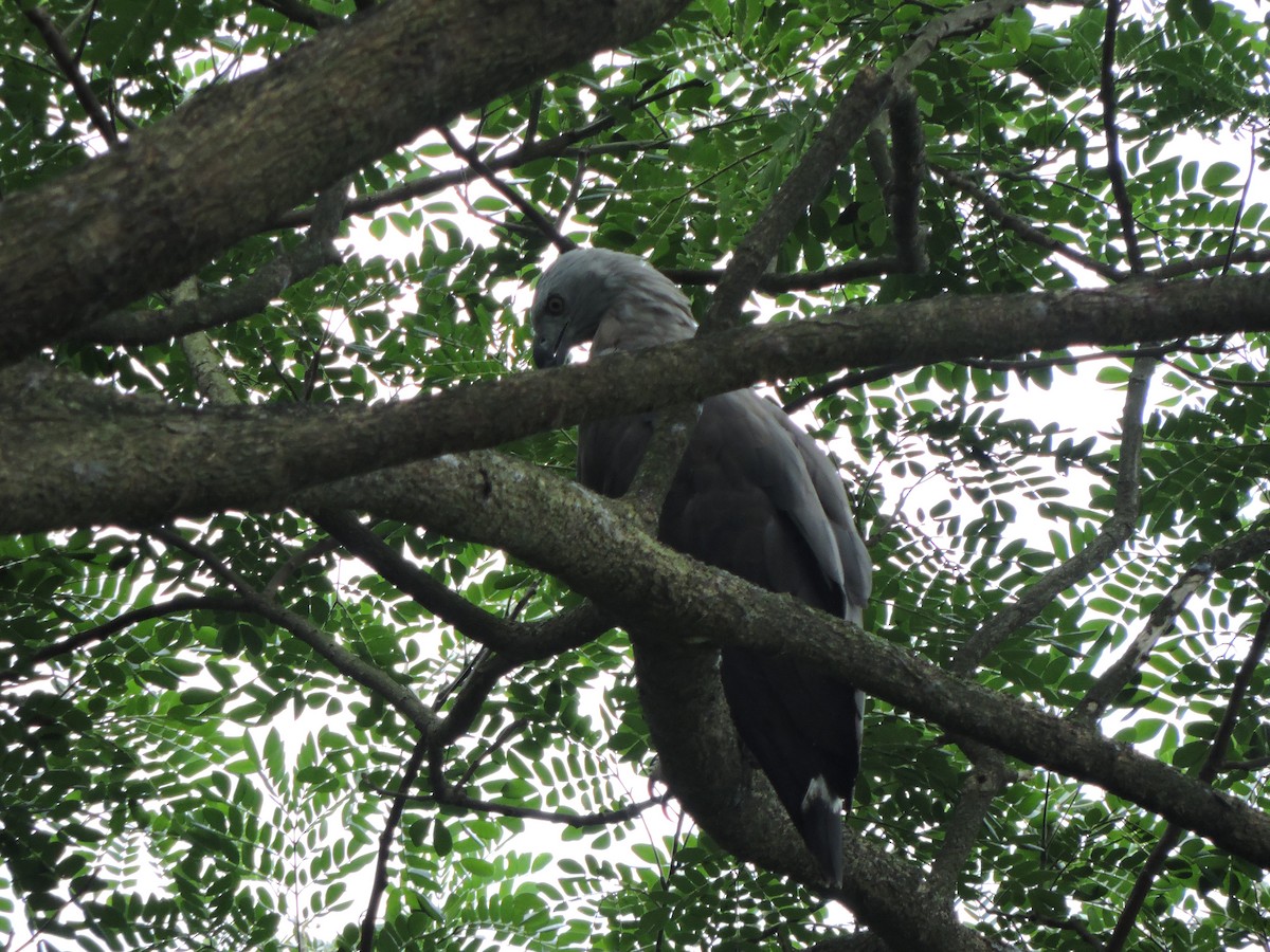 Gray-headed Fish-Eagle - ML585437041
