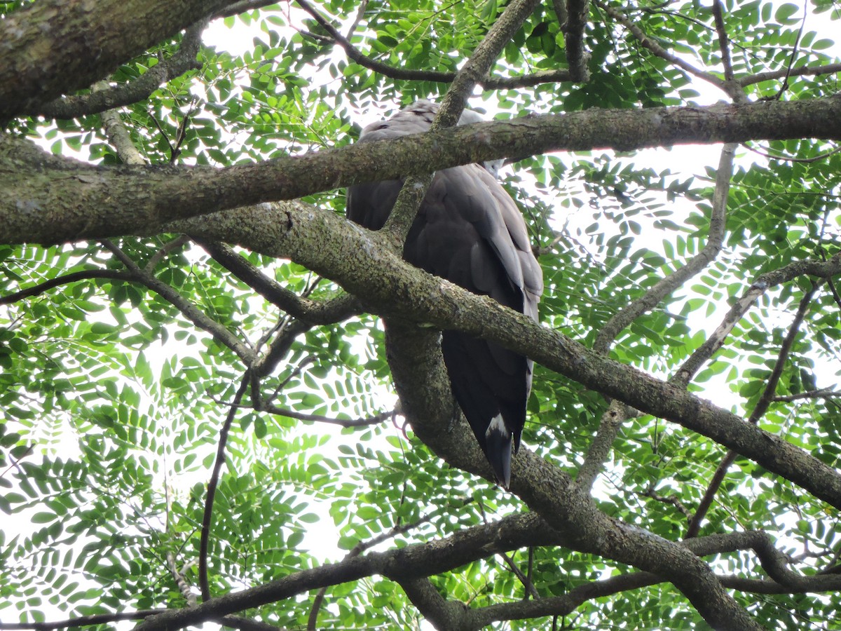 Gray-headed Fish-Eagle - ML585437051