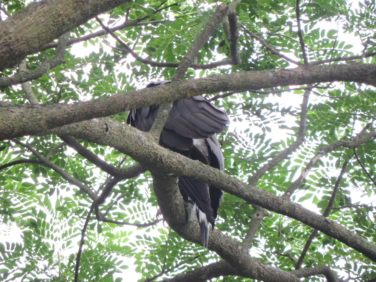 Gray-headed Fish-Eagle - ML585437061