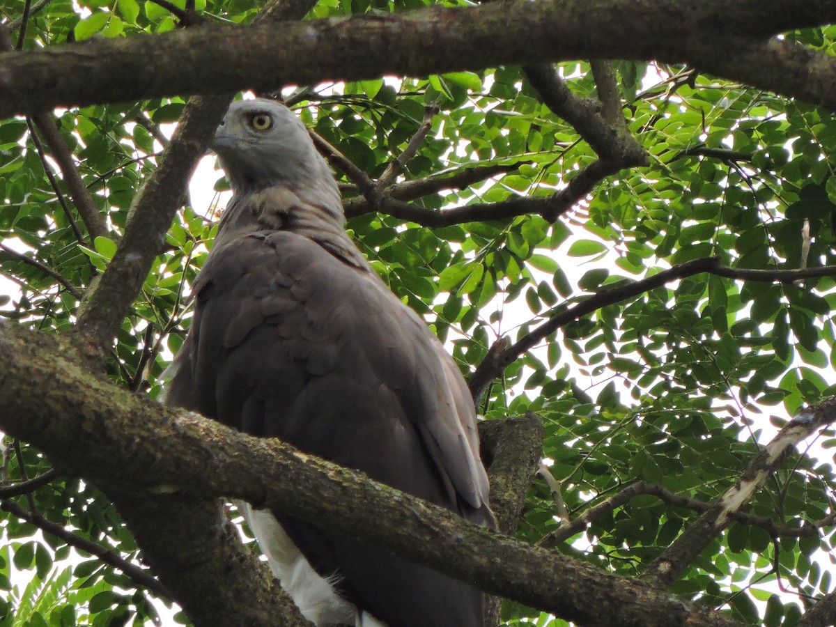 Gray-headed Fish-Eagle - ML585437071