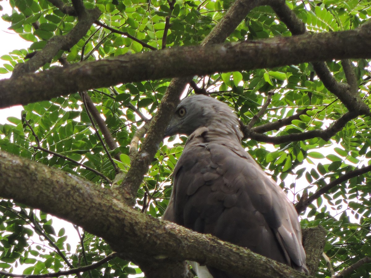 Gray-headed Fish-Eagle - ML585437081
