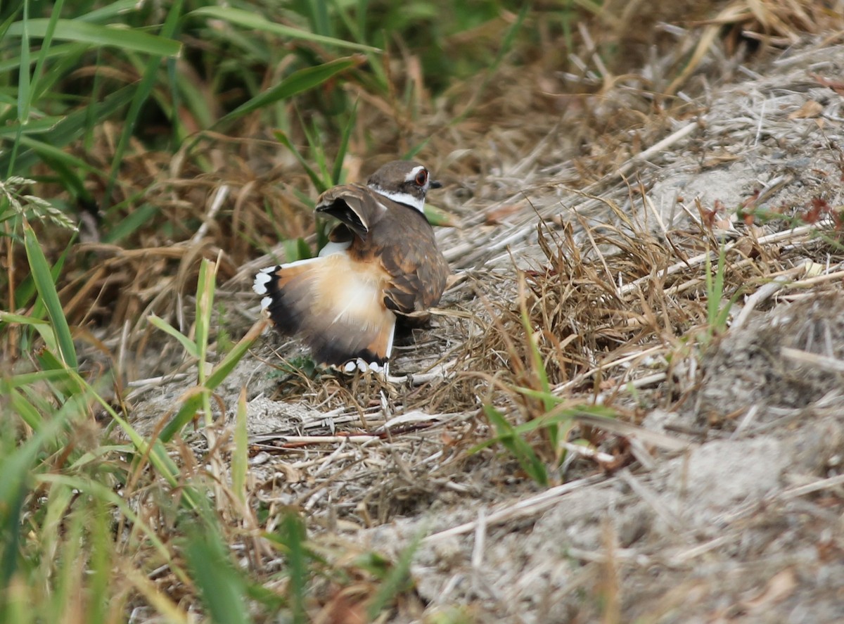 Killdeer - ML585437331