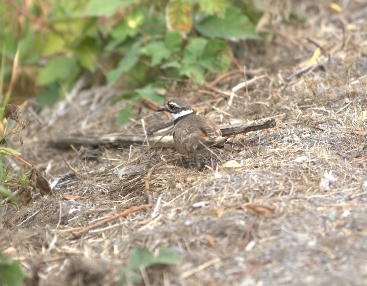 Killdeer - ML585437361