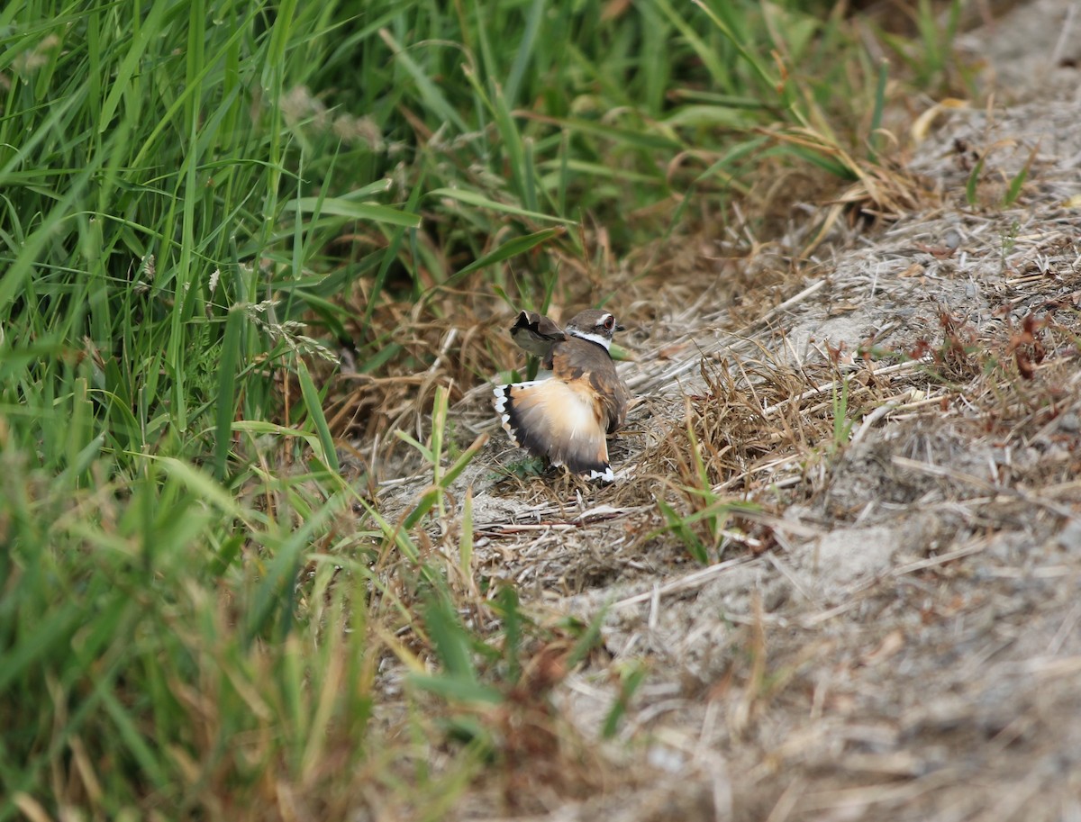 Killdeer - ML585437381