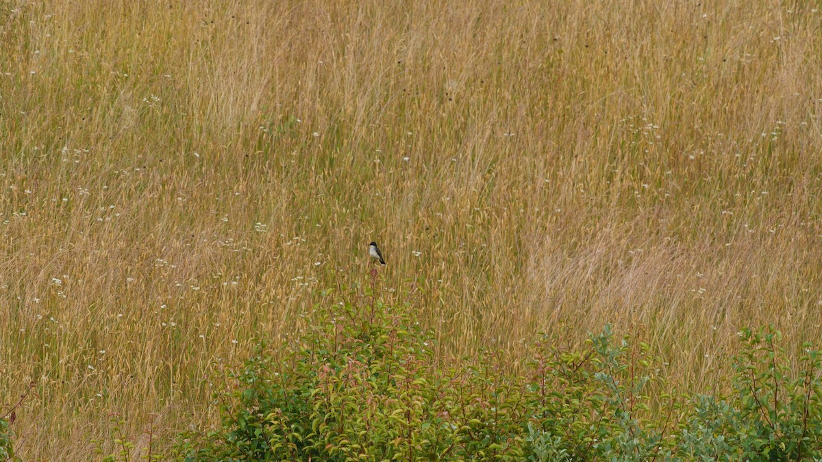 Schieferrücken-Königstyrann - ML585438181