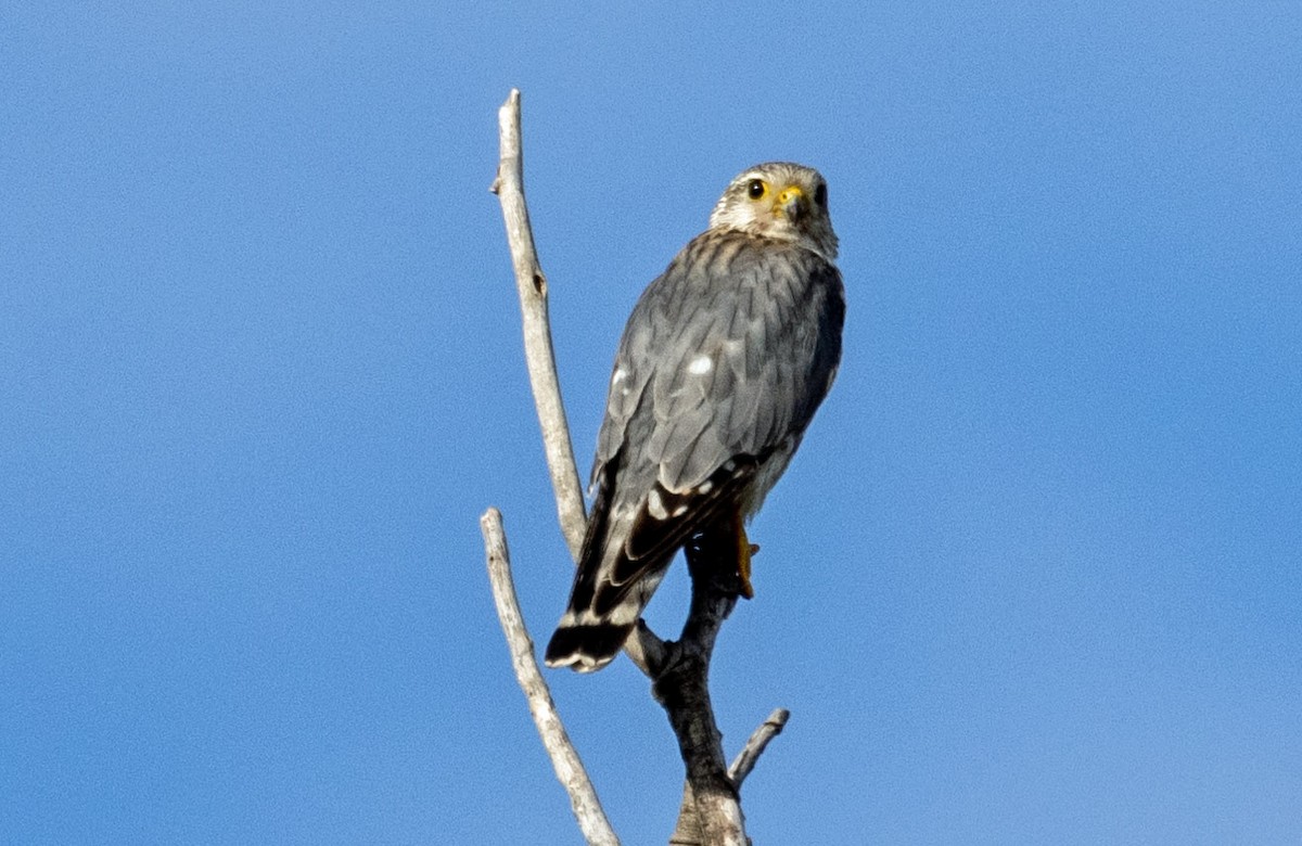 Merlin - Richard Thunen