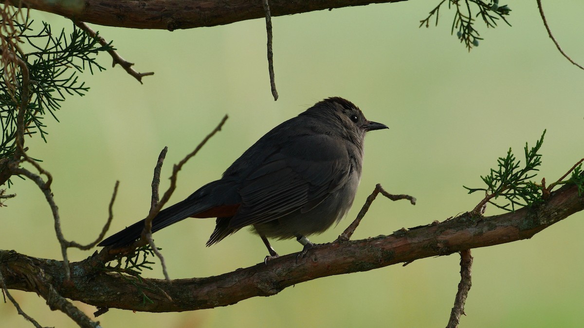 Katzenspottdrossel - ML585438421