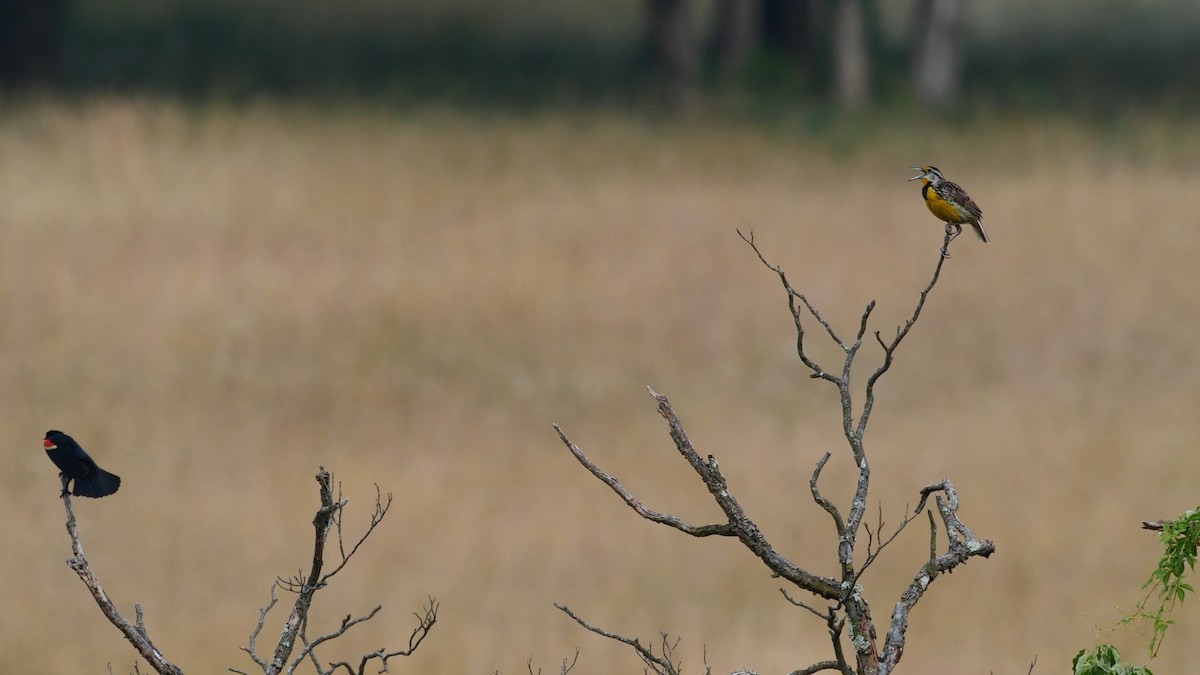 Eastern Meadowlark - ML585438481