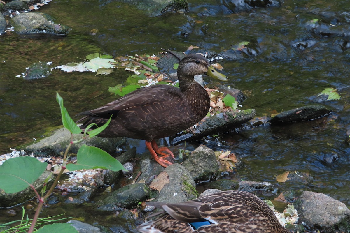 American Black Duck - ML585438641