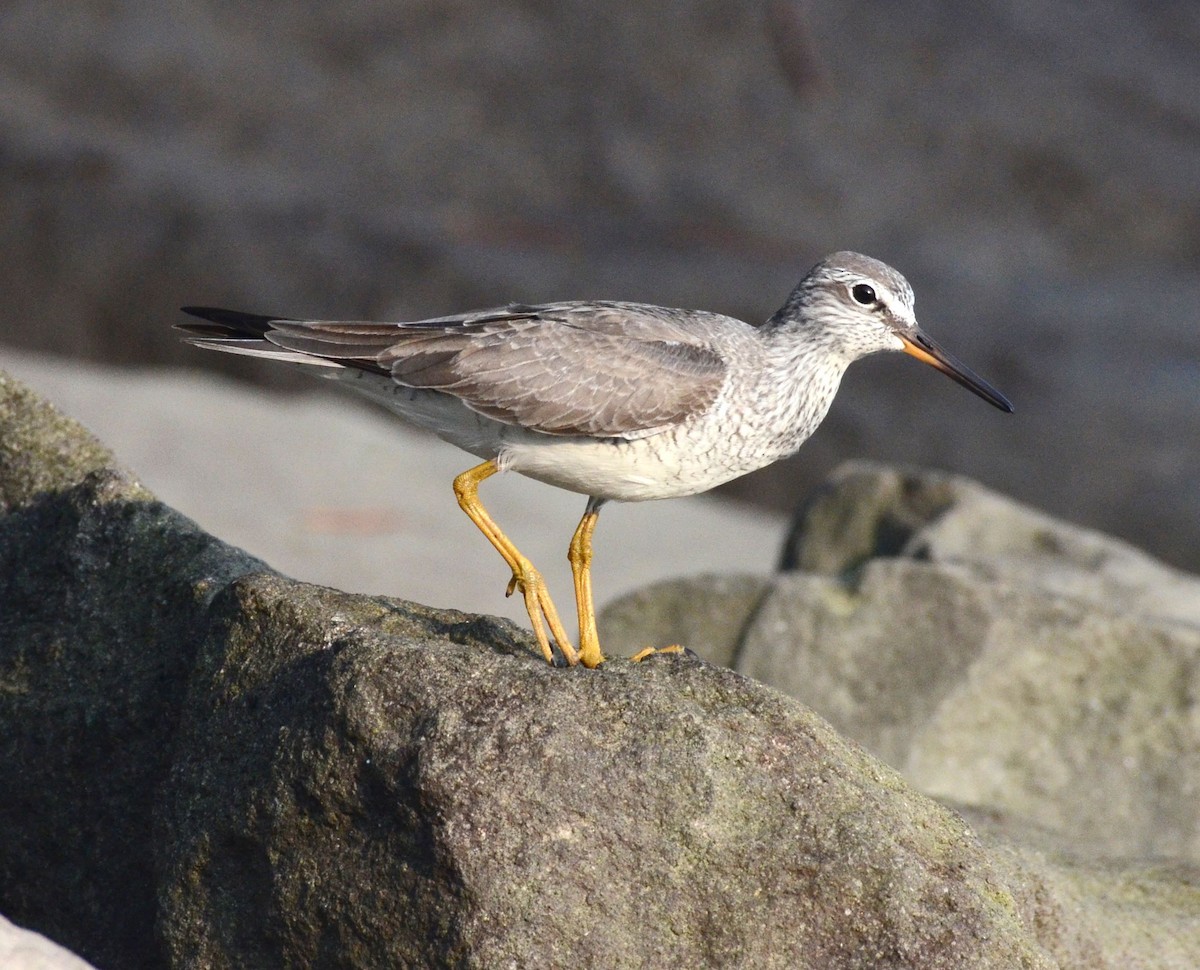 Gray-tailed Tattler - Timothy Spahr