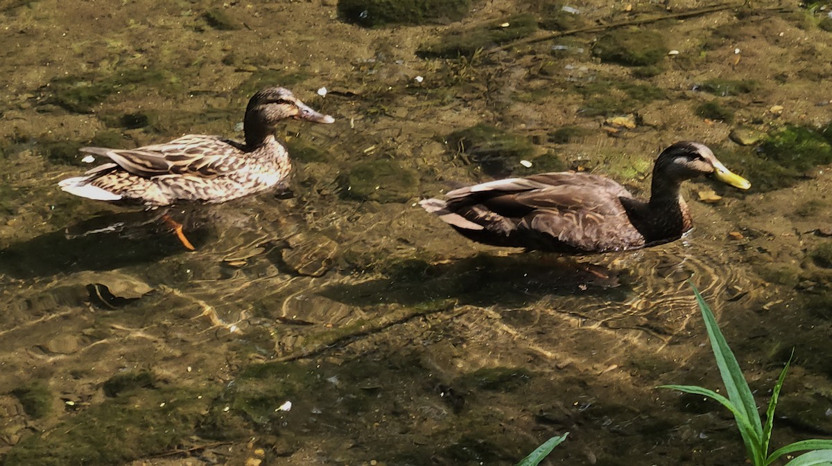 American Black Duck - ML585439521
