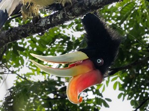 Rhinoceros Hornbill - ML585441741