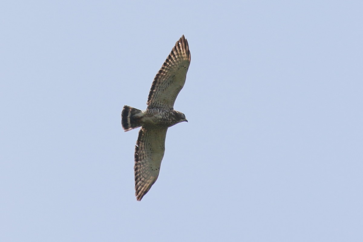 Broad-winged Hawk - Mark Rosenstein