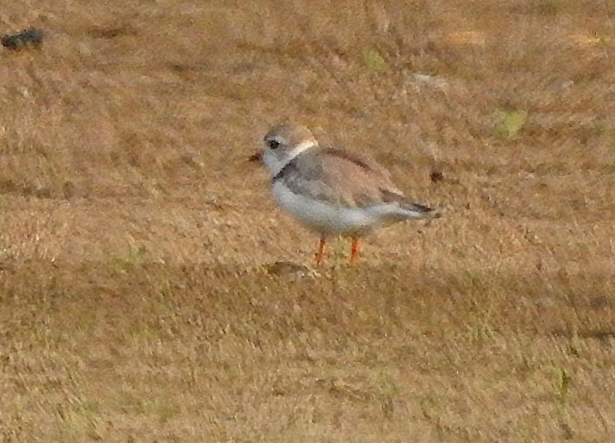 Piping Plover - ML585443901