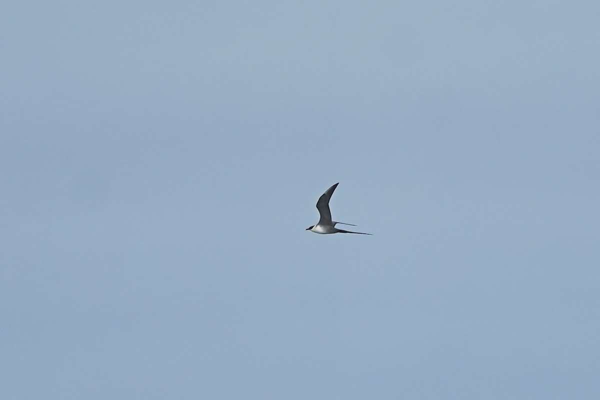 Long-tailed Jaeger - Hen H