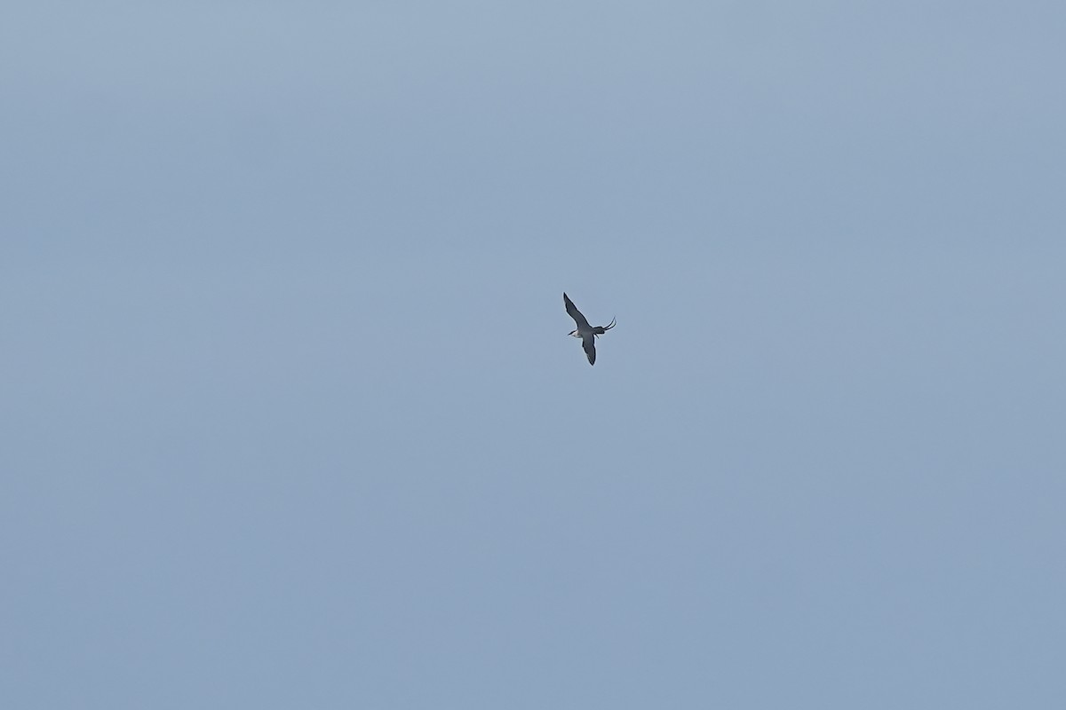 Long-tailed Jaeger - ML585444431