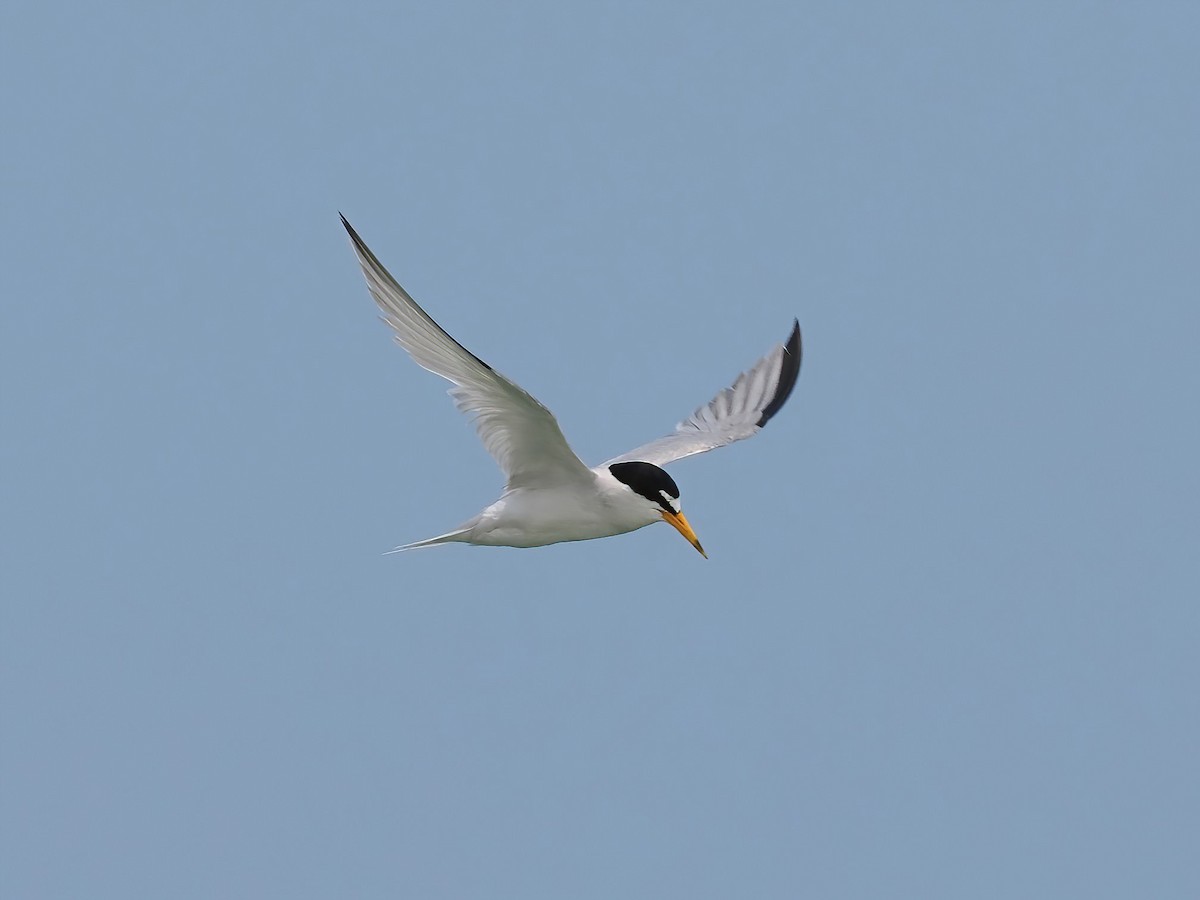 Least Tern - ML585446311