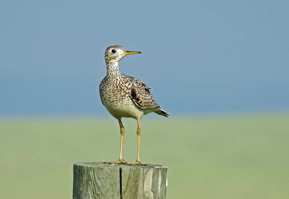 Upland Sandpiper - ML585446321