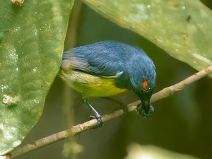 Yellow-rumped Flowerpecker - ML585446541