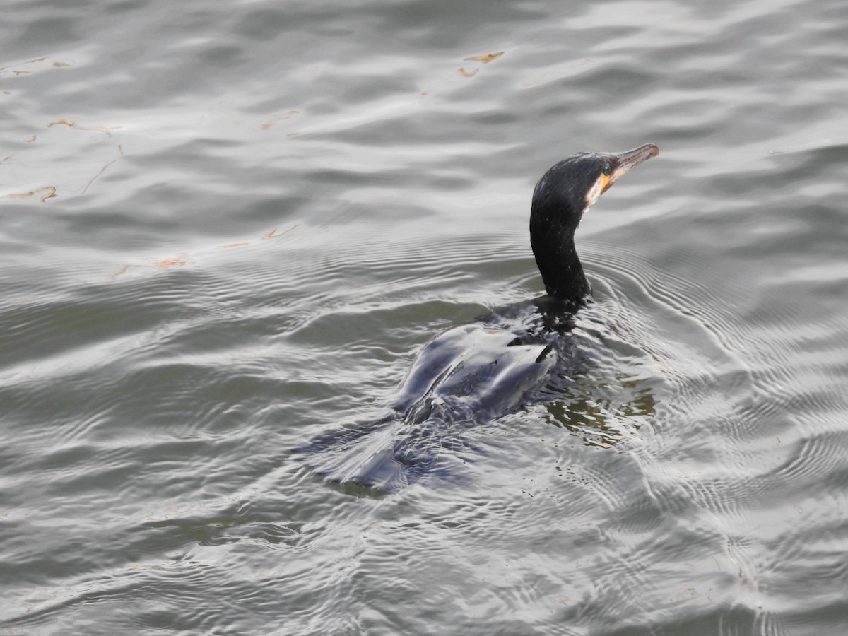 Great Cormorant - Janell Cleveland