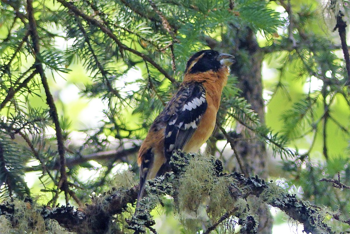 Black-headed Grosbeak - ML585446721