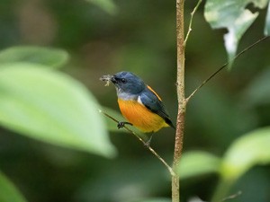 Orange-bellied Flowerpecker - ML585446861