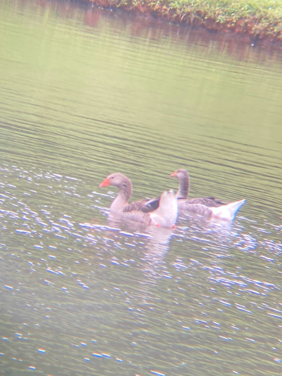 Graylag Goose (Domestic type) - ML585447701