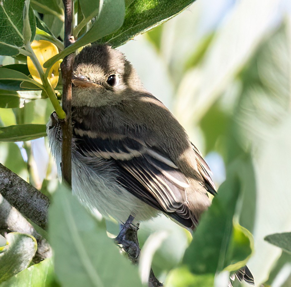 Western Flycatcher (Pacific-slope) - Jeff Todoroff