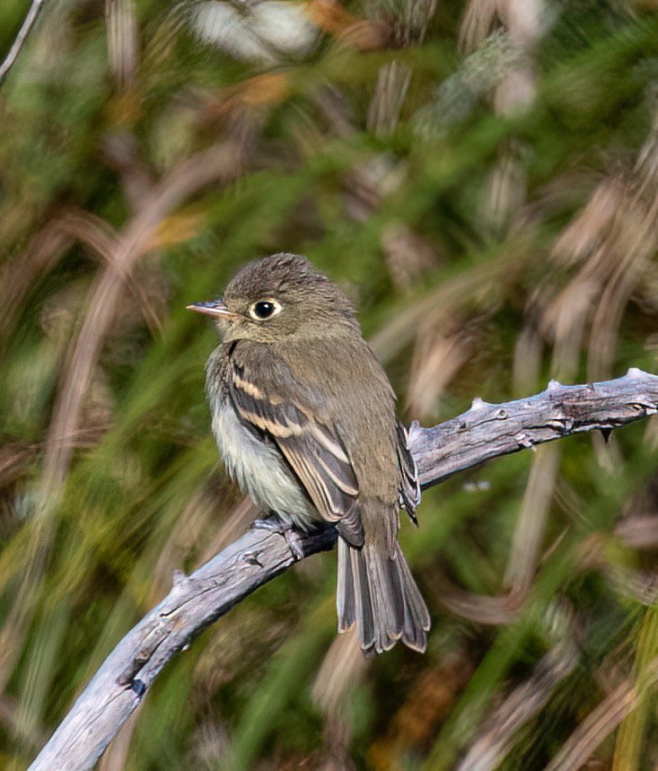 Western Flycatcher (Pacific-slope) - ML585449031