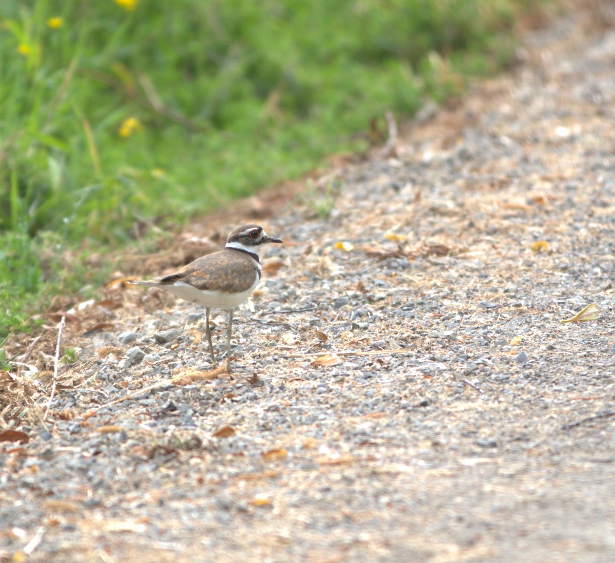 Killdeer - ML585449861