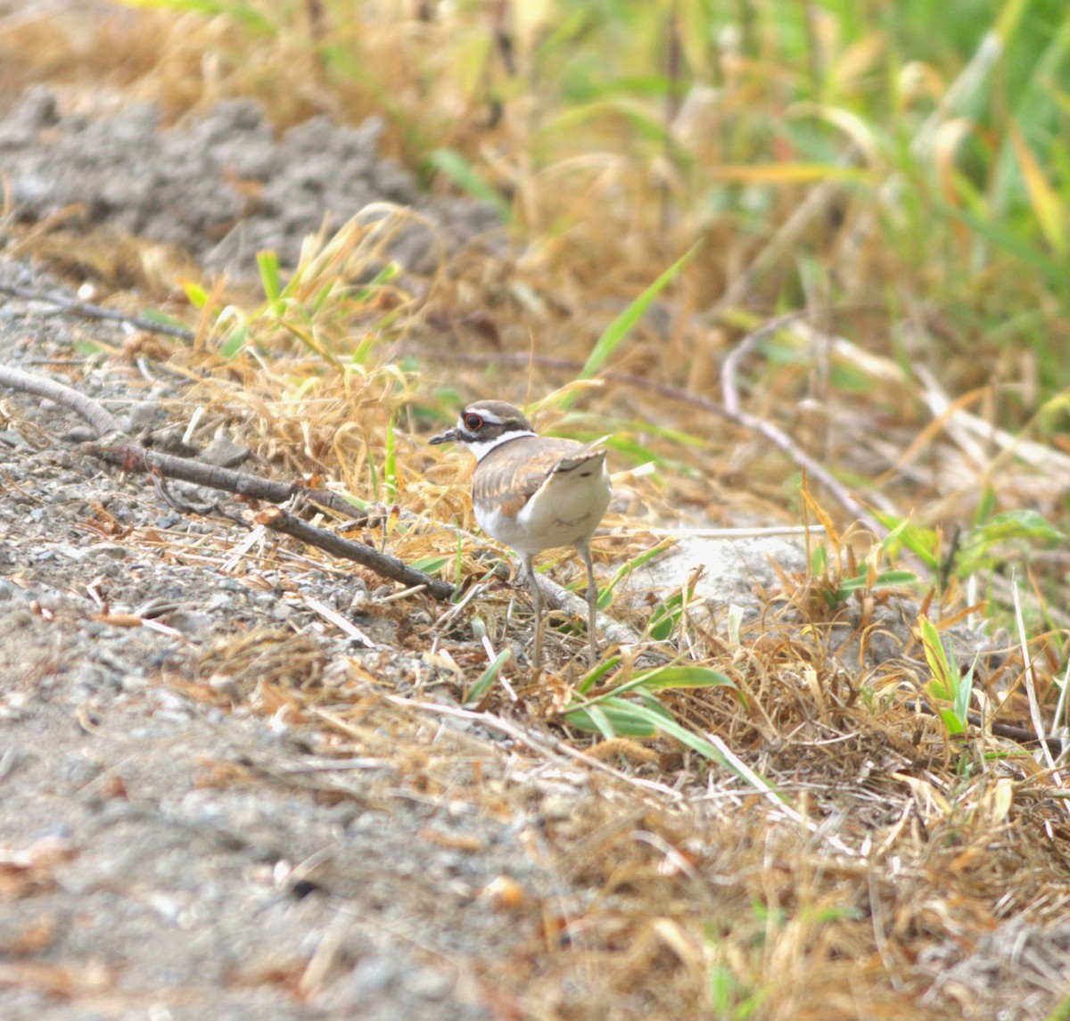 Killdeer - ML585449871