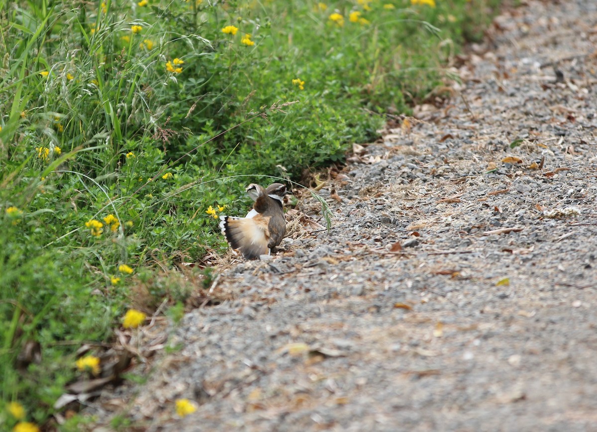 Killdeer - ML585449881