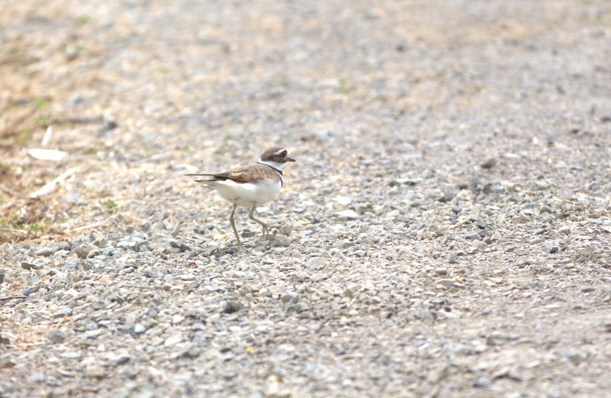 Killdeer - ML585449931