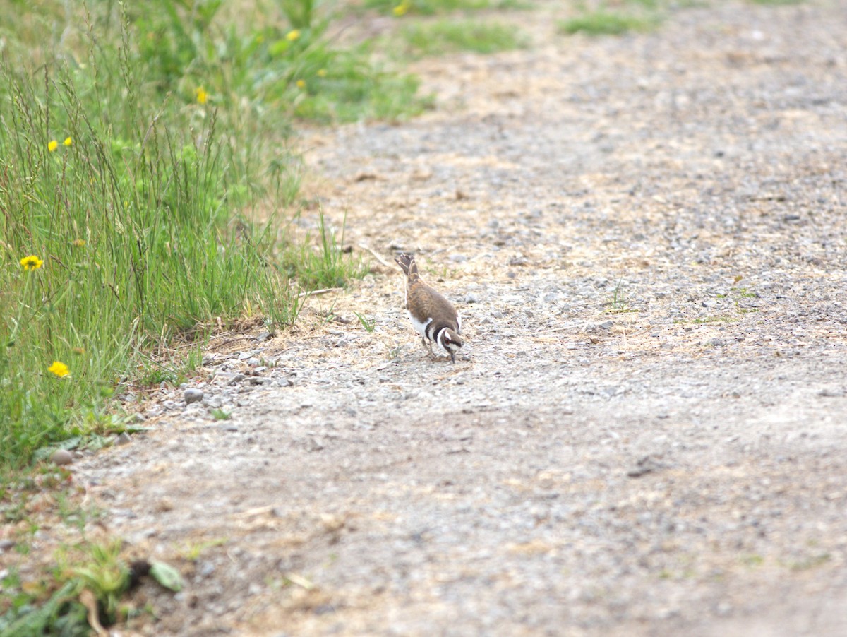 Killdeer - ML585449941